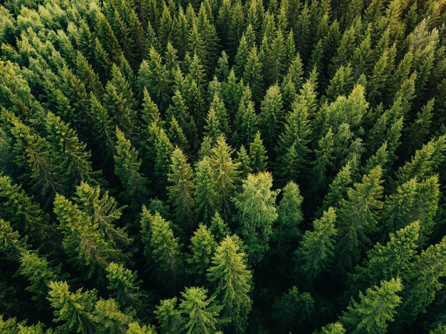 Un joven bosque de abetos visto desde arriba