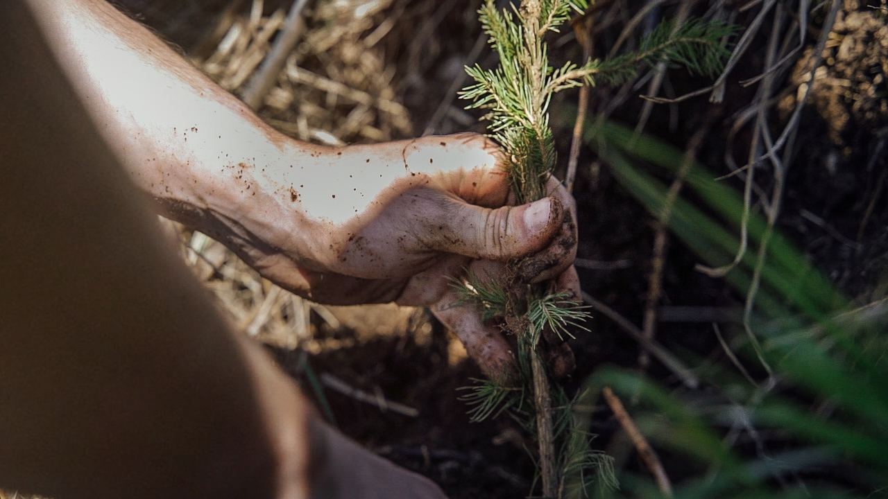 Una mano plantando un plantón
