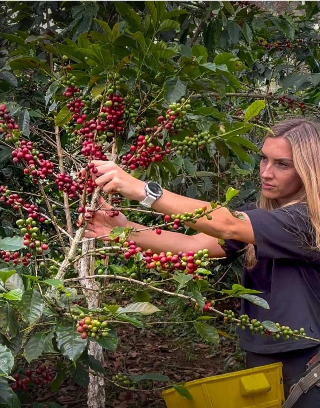 Eva holding coffee cherries on the farm