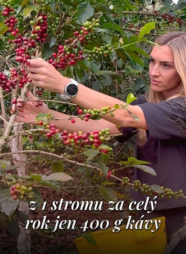 Reel cover: one tree gives only 400 g of coffee a year